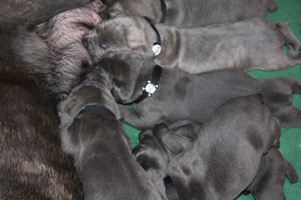Old World Cane Corso Puppy